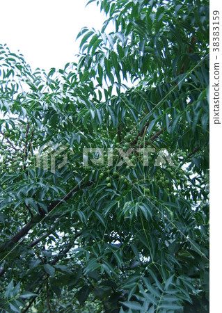 茴香的果實 茴香的果實 38383159