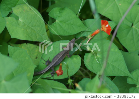 Japanese love snakes It seems that kanake is often written as a gold snake Japanese love snakes It seems that kanake is often written as a gold snake 38383172