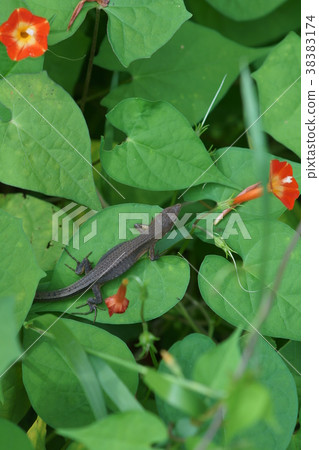 Japanese love snakes It seems that kanake is often written as a gold snake. 38383174