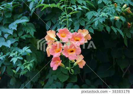 Ling Flower Noonza Kazura The flower language is "life with flowers" Ling Flower Noonza Kazura The flower language is "life with flowers" 38383176