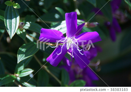 Shishino牡丹Cote d'Azur花語“讓我們一起跳舞” 38383183