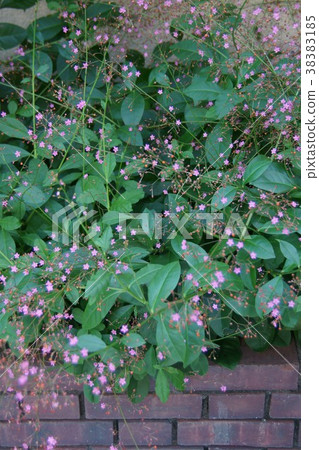Bakuran Hazeran flower language is "mindful" Bakuran Hazeran flower language is "mindful" 38383185