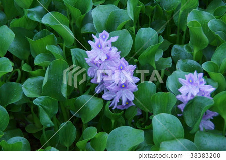 布袋水葫蘆花語“搖擺心” 布袋水葫蘆花語“搖擺心” 38383200