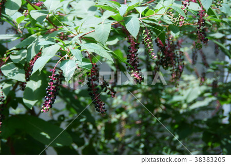 Yotaneyama Gourd Yoshu Yamagobo The word for flowers is "Genki" 38383205