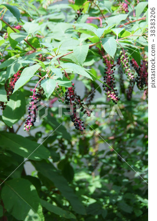 Yotaneyama Gourd Yoshu Yamagobo花的意思是“元氣” 38383206