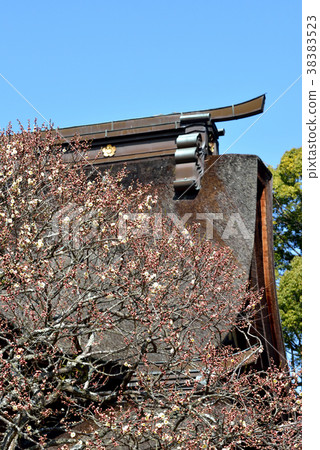 Dazaifu Tenmangu Shrine Toi Plum Hokorobu學習之神傳遞願望福岡縣太宰府市 38383523