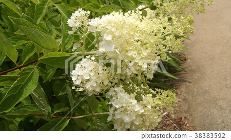 16: 9 Nouritsugi 38383592