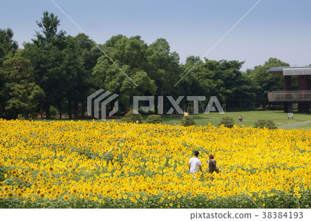 大向日葵田（Hamanako花園公園） 38384193