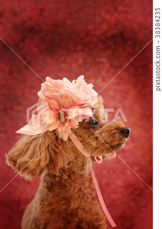 Toy poodle profile pink background 38384235