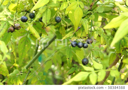 Autumn: Hagoromojasmin's fruit Autumn: Hagoromojasmin's fruit 38384388