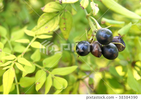 Autumn: Hagoromojasmin's fruit Autumn: Hagoromojasmin's fruit 38384390