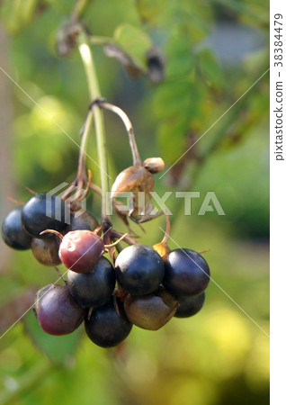 Autumn: Hagoromojasmin's fruit 38384479