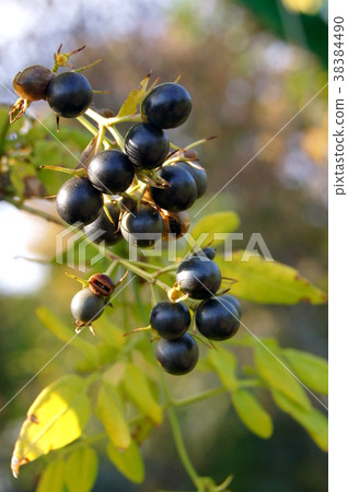 Autumn: Hagoromojasmin's fruit Autumn: Hagoromojasmin's fruit 38384490