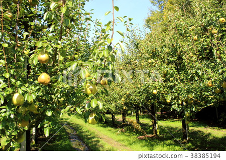 La France Tree La France Tree 38385194