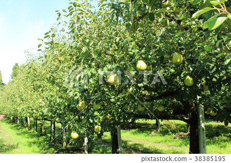 La France Tree 38385195