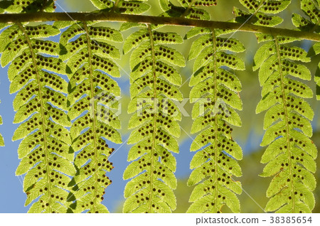 Fern leaf. Fern leaves foliage in the forest Fern leaf. Fern leaves foliage in the forest 38385654
