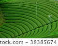 宇治的茶園 38385674