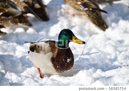 Taking a picture of a mallard duck spending in frozen swamp at Nanie Town Onuma Park in winter 38385714