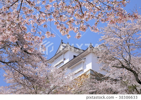 Tsuruyama Park Binaka Ryo 38386633