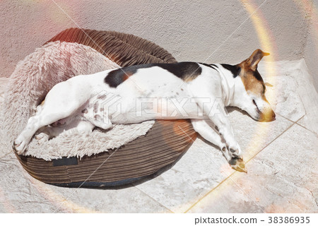 Jack russell dog sleeping in the sun Jack russell dog sleeping in the sun 38386935