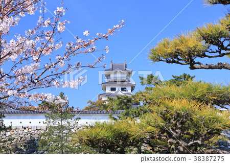 櫻花imabari城堡 38387275