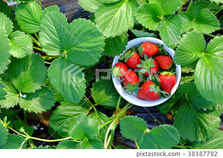 Strawberry and strawberry seedlings Strawberry and strawberry seedlings 38387782