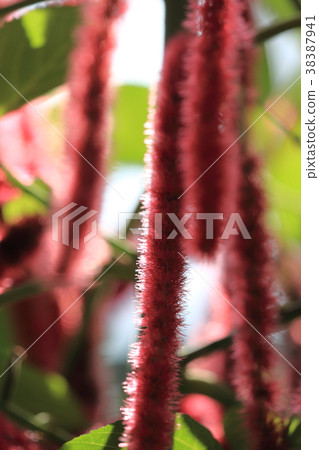 Benihimonoki 38387941