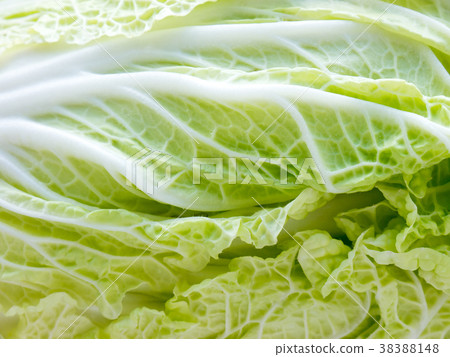 Cabbage. 38388148