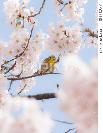 Sakura and Mejiro 38388287