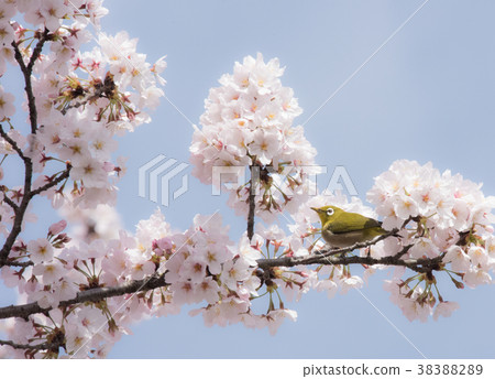 Sakura and Mejiro 38388289