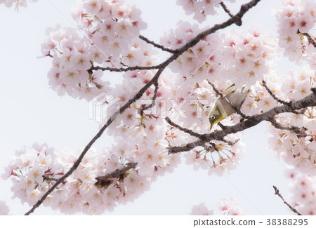 Sakura and Mejiro Sakura and Mejiro 38388295