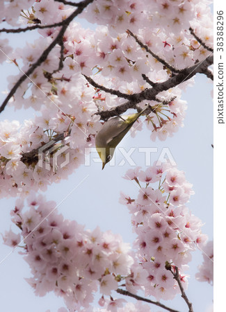 Sakura and Mejiro 38388296