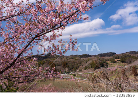 [Chiba Prefecture] Yoritomozakura (Kawazuzakura) at Sakuma Dam Lake 38388659