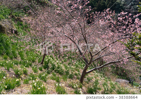 [Chiba Prefecture] Yoritomozakura (Kawazuzakura) at Sakuma Dam Lake 38388664