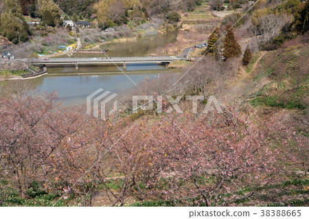 [Chiba Prefecture] Yoritomozakura (Kawazuzakura) at Sakuma Dam Lake 38388665