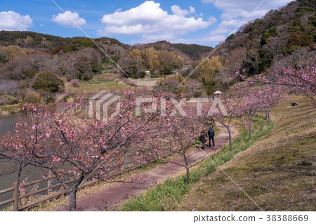 [Chiba Prefecture] Yoritomozakura (Kawazuzakura) at Sakuma Dam Lake 38388669