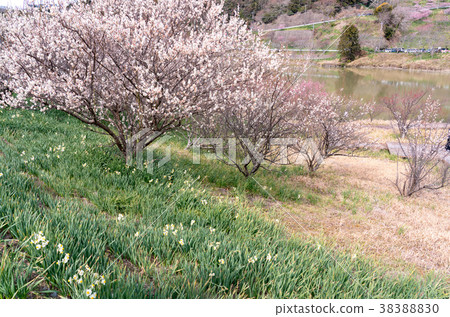 [千葉] Sakuma Dam湖的李子 38388830