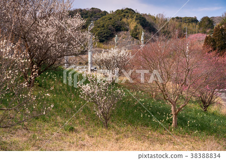 [千葉] Sakuma Dam湖的李子 38388834
