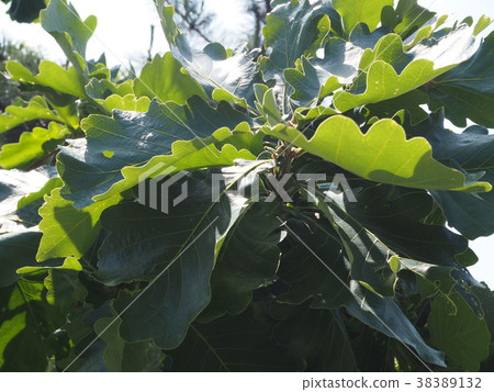 柏葉 柏葉 38389132