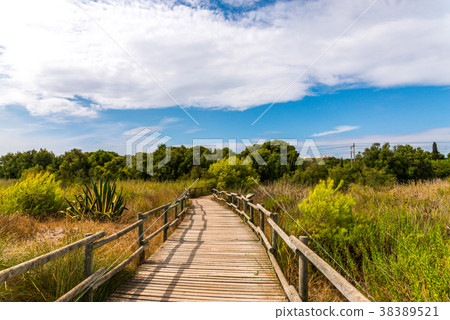 wooden boardwalk in the dunes 38389521