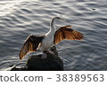 Water bird opening wings 38389563