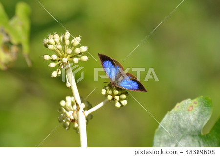 Murashiki Sajimi Murashiki Sajimi 38389608