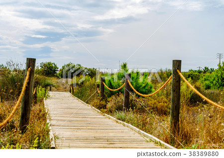 wooden boardwalk in the dunes wooden boardwalk in the dunes 38389880
