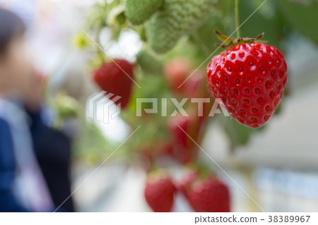 草莓採摘 草莓採摘 38389967