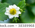 Strawberry flowers 38389968