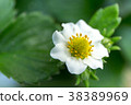 Strawberry flowers 38389969
