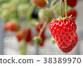 Strawberry picking 38389970