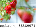 Strawberry picking 38389971
