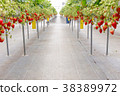 Strawberry picking 38389972