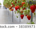 Strawberry picking 38389973